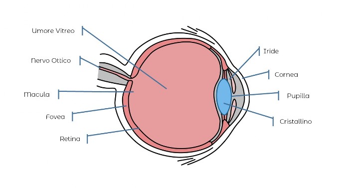 Anatomia dell'occhio Anatomia dell'occhio